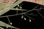 Roughhair rosette grass